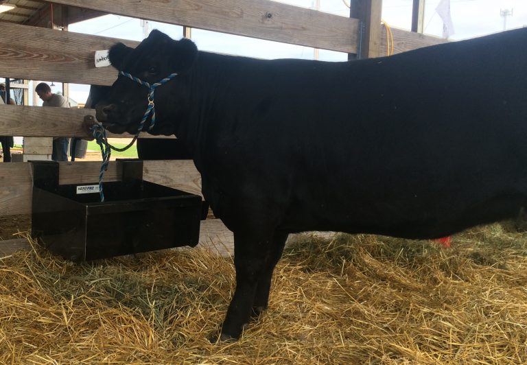 Cow enjoying the hang-on feeder from S&B Custom Innovations