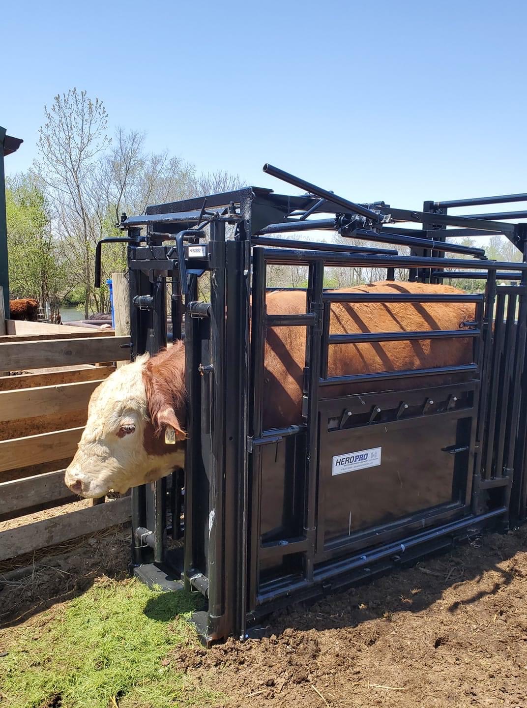 Read more about the article Revolutionize Your Farm and Ranch: S&B Custom Innovations Approach to Cattle Chutes